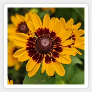 Yellow and Brown Flower Photographic Image Sticker